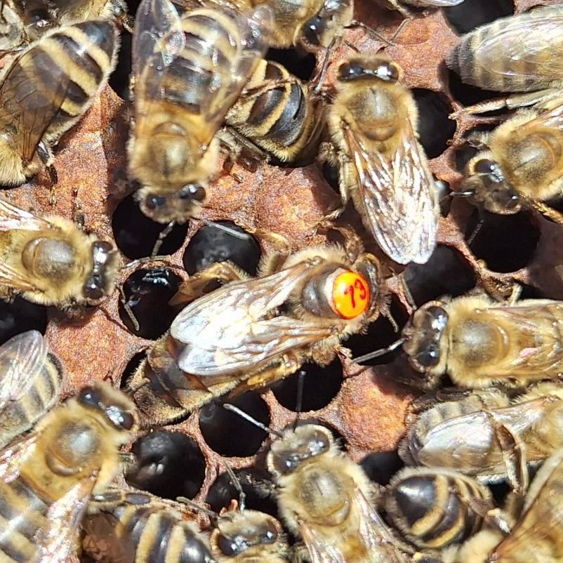 Overwintered Carnica Queens